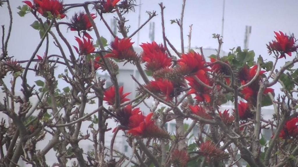 でいごの花